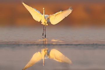 Great white heron landing on the water early morning..Unusual perspective and soft morning ligt. - obrazy, fototapety, plakaty