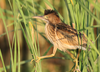 One young little bittern with open crest walking on the reed in soft evening light.