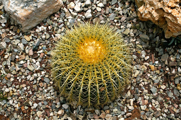 A close up of Cactus Echinocactus grusonii in a rockery