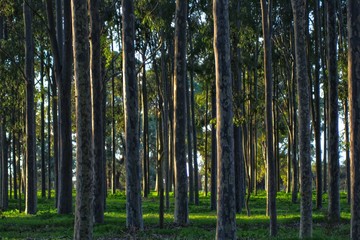 Obraz premium Tree