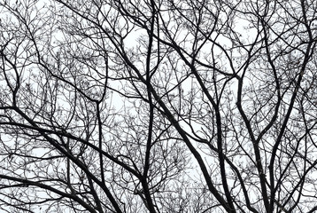 Silhouettes of bare tree branches against the gray sky