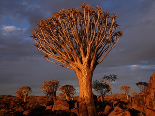 Forêt Quiver Tree Keetmanshoop Namibie