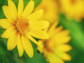 yellow flower on green background