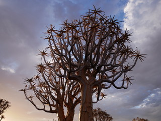 Forêt Quiver Tree Keetmanshoop Namibie