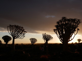 Forêt Quiver Tree Keetmanshoop Namibie