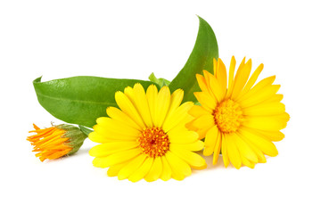 marigold flowers with green leaf isolated on white background. Calendula flower
