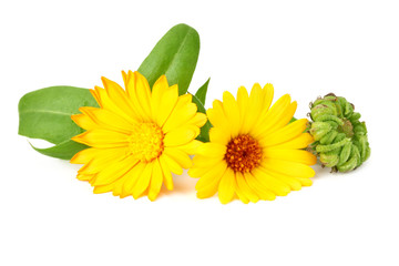 marigold flowers with green leaf isolated on white background. Calendula flower