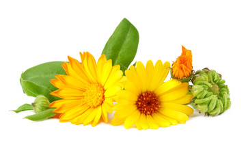 marigold flowers with green leaf isolated on white background. Calendula flower