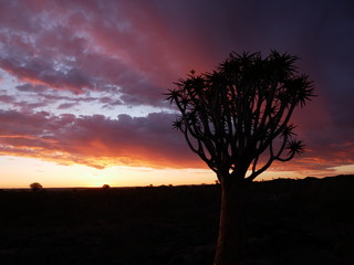 Fototapeta na wymiar Forêt Quiver Tree Keetmanshoop Namibie