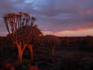 Forêt Quiver Tree Keetmanshoop Namibie