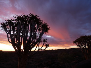 Forêt Quiver Tree Keetmanshoop Namibie