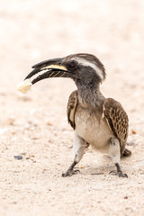 Close up of an African grey hornbill (Lophoceros nasutus) eating a piece of bread on the ground, Namibia, Africa