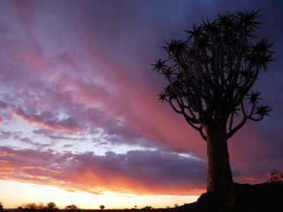 Forêt Quiver Tree Keetmanshoop Namibie