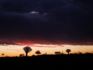 Fototapeta na wymiar Forêt Quiver Tree Keetmanshoop Namibie