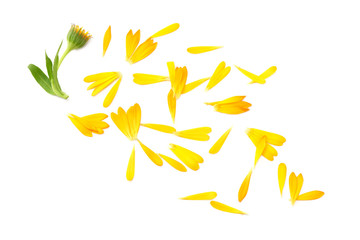 marigold flowers with green leaf isolated on white background. Calendula flower