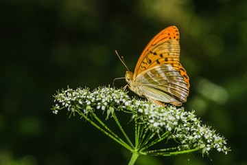The silver-washed fritillary, a bright orange and black spotted butterfly sitting on white flower in a meadow on a sunny summer day. Blurry green background.