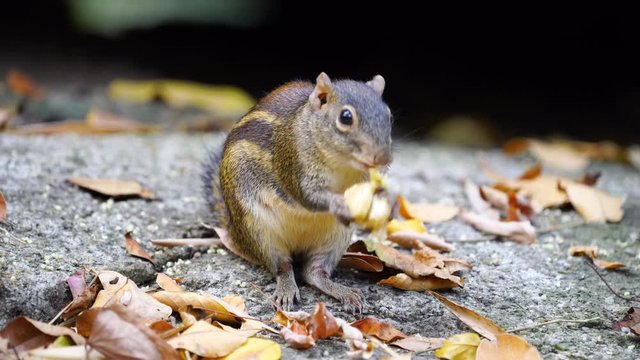 Himalayan striped squirrel, Burmese striped eating food on the stone in the forest. (Scientific name: Tamiops mcclellandii)