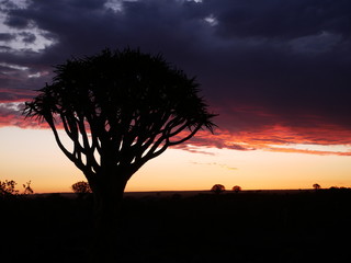 Forêt Quiver Tree Keetmanshoop Namibie