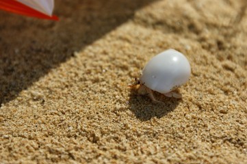 A little hermit crab in a white shell. Hermit crab on a sandy beach next to the coral. A hermit crab is bored on the shore.