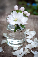 apple-tree flowers in glass