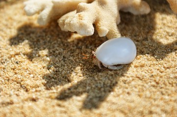 Fototapeta na wymiar A little hermit crab in a white shell. Hermit crab on a sandy beach next to the coral. Hermit crab resting in the shade of coral.