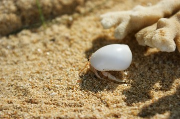 A little hermit crab in a white shell. Hermit crab on a sandy beach next to the coral. A hermit crab is bored on the shore.