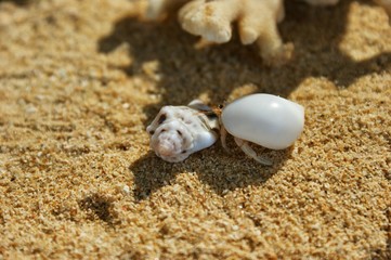 A little hermit crab in a white shell. Hermit crab on a sandy beach next to the coral. A hermit crab is bored on the shore. The hermit crab moves from one shell to another.