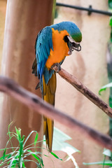 Blue macaw called Blue throated macaw on perch