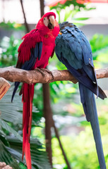Scarlet Macaw - Ara macao, large beautiful colorful parrot from Central America forests, Costa Rica