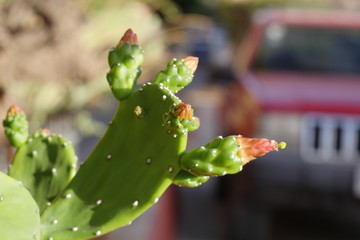 Cactus
