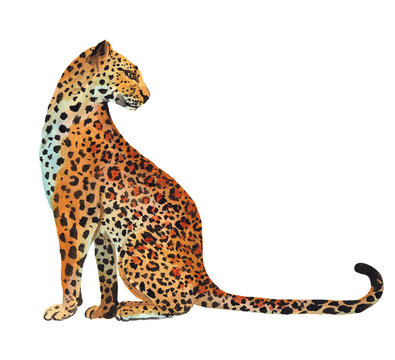 Hand drawn leopard isolated on white background. Stock illustration drawn by gouache with a wild cat