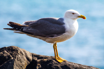 mouettes
