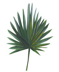 Tropical leaves hand drawn isolated on a white background. Stock illustration drawn by gouache exotic plants