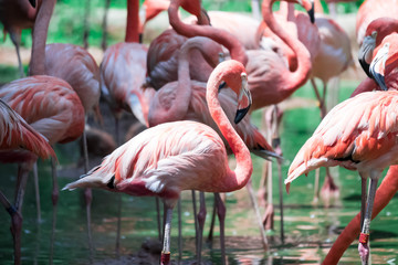 Greater Flamingos,phoenicopterus roseus, standing in the river
