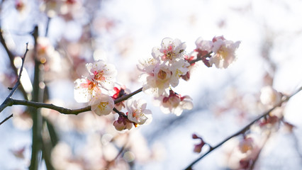 柔らかな春の日差しに咲く梅