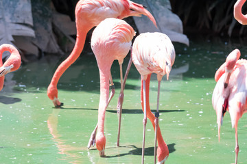 The pink Caribbean flamingo ( Phoenicopterus ruber ruber ) goes on water. Pink flamingo goes on a swamp.