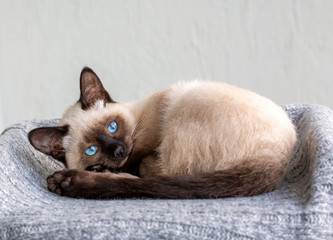 Pet animal; cute siamese kitten cat indoor