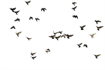 Flocks of flying pigeons isolated on white background. Clipping path.