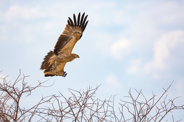 Flying bird of prey (Wahlberg's eagle), Namibia