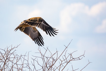 Flying bird of prey (Wahlberg's eagle), amazing flying posture, Namibia