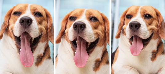 Dog beagle portrait.