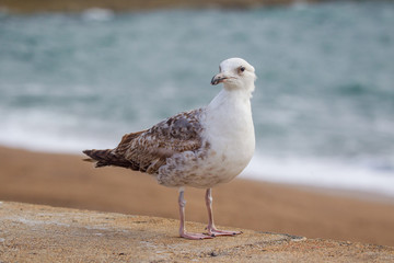mouettes