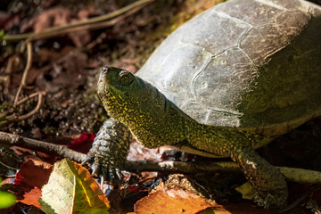 green headed turtle in lake