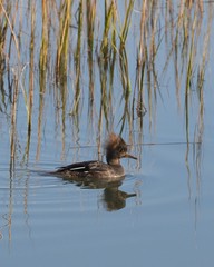 Female Hooded Merganser