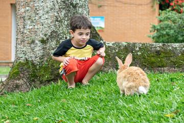 6-year-old boy crouched down and looked at a rabbit.