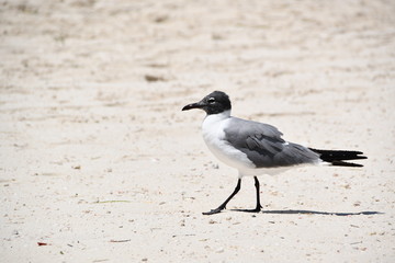 birds on the beach