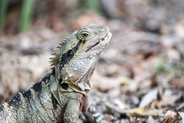 Eastern dragon lizard on ground