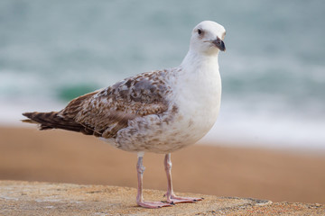 mouettes