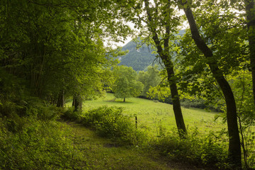 Fototapeta na wymiar France, Midi Pyrénées, Arriège. un sentier dans la forêt . path in a forest