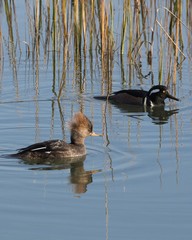 Pair of Hooded Merganser mates